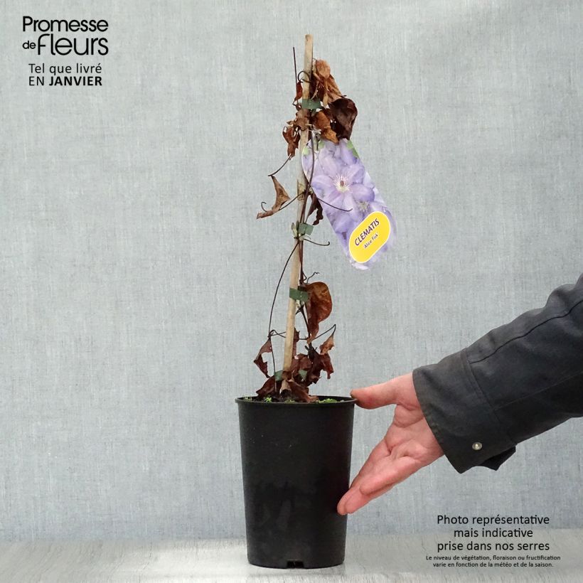 Amostra de Clématite - Clematis Alice Fisk Vaso de 2 L/3 L tal como entregue no inverno