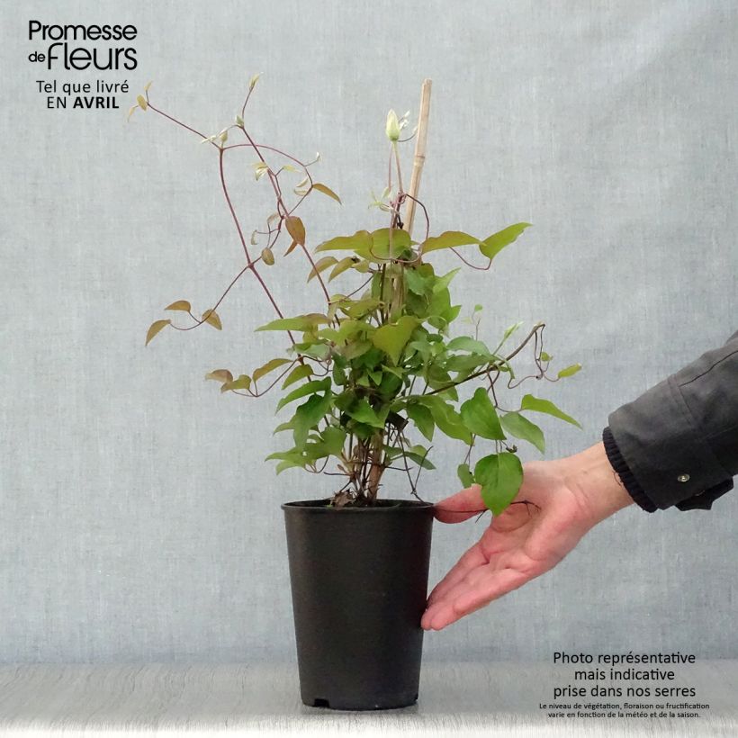 Amostra de Clematis Alice Fisk Vaso de 2 L/3 L tal como entregue na primavera