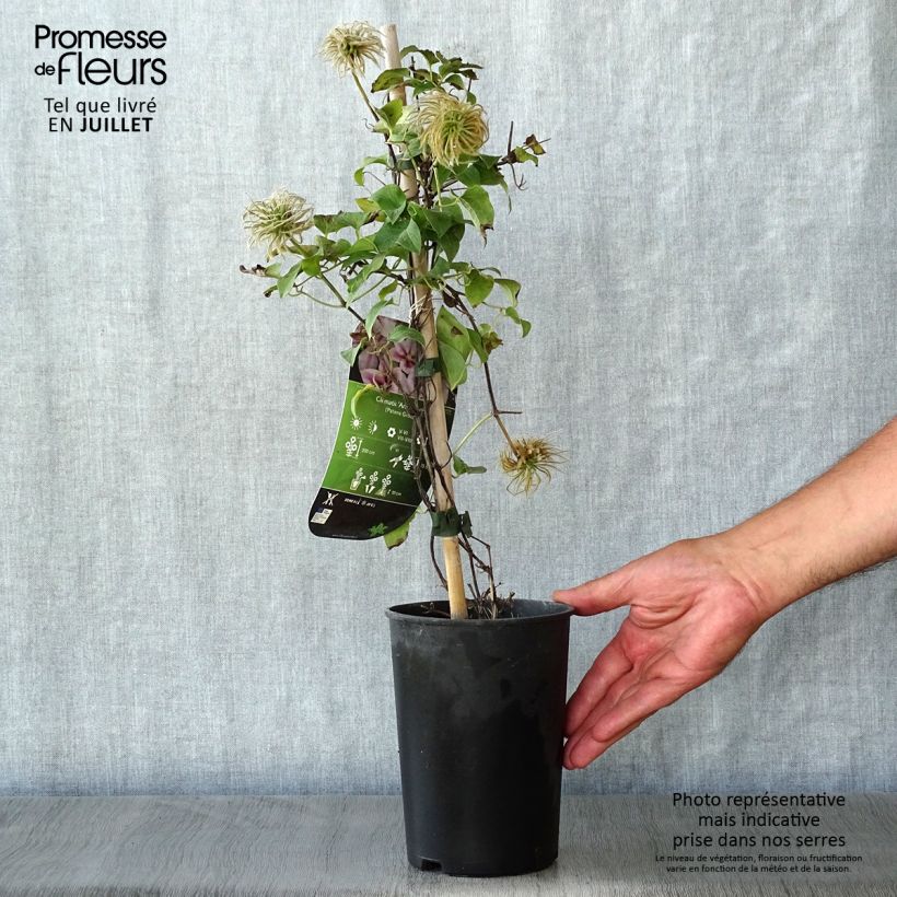 Amostra de Clematis Andromeda Vaso de 2 L/3 L tal como entregue no verão