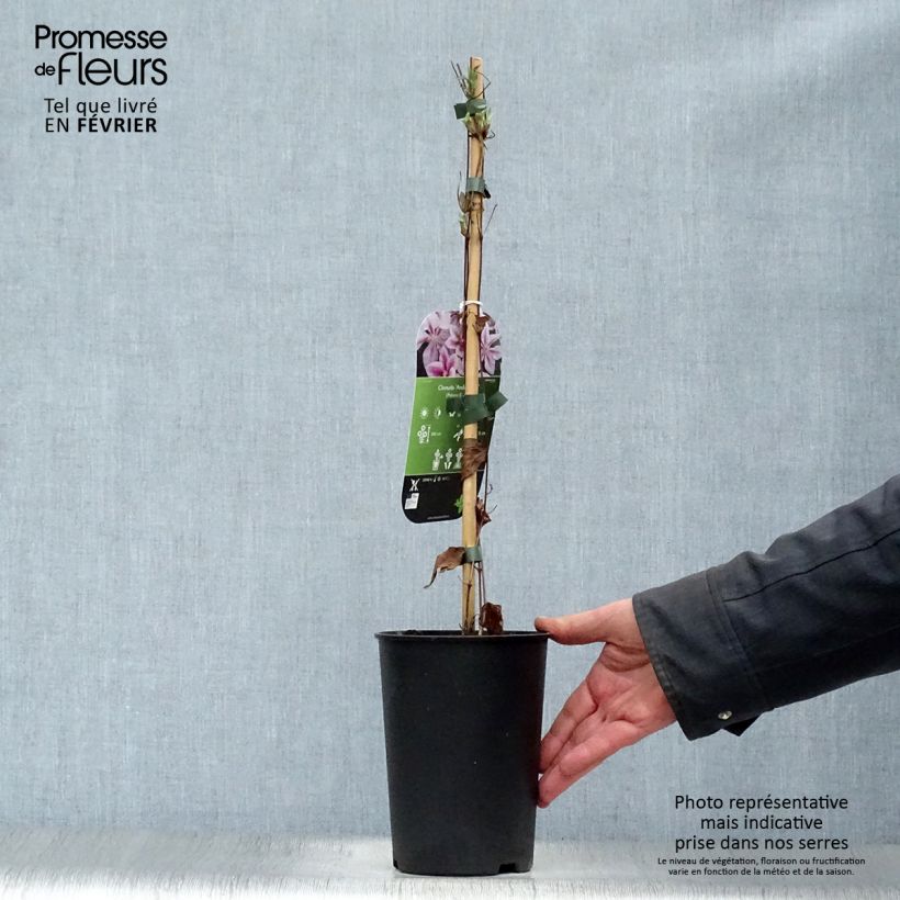 Amostra de Clématite - Clematis Andromeda Vaso de 2 L/3 L tal como entregue no inverno