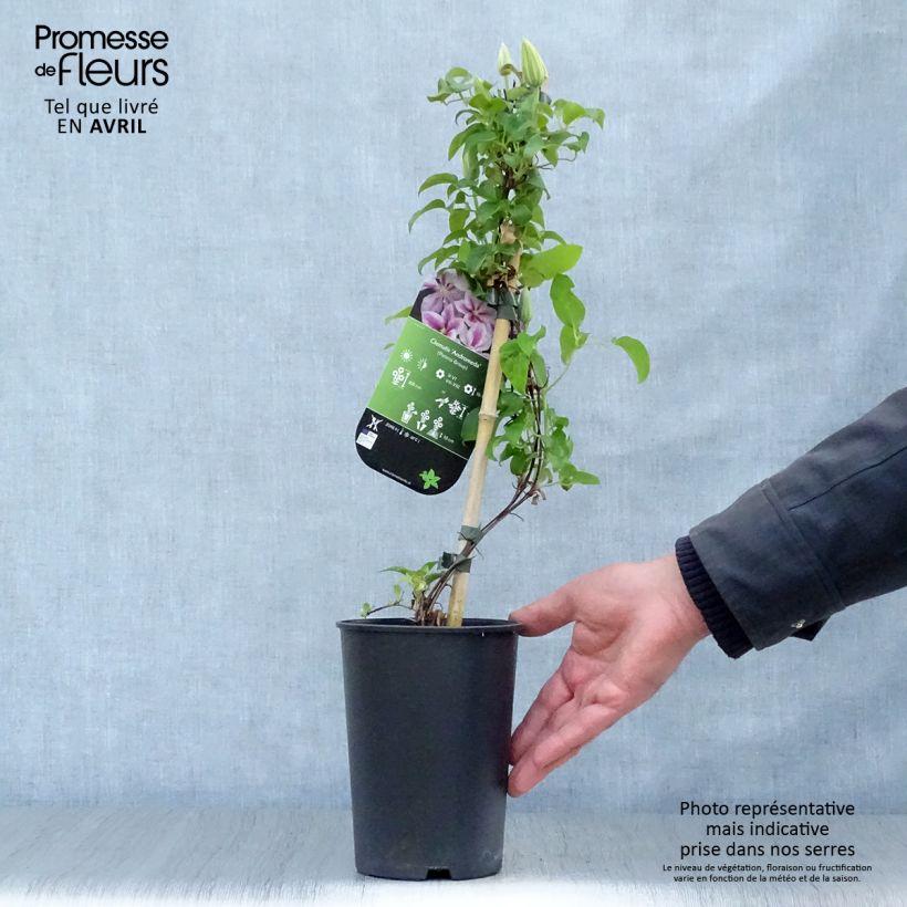 Amostra de Clematis Andromeda Vaso de 2 L/3 L tal como entregue na primavera