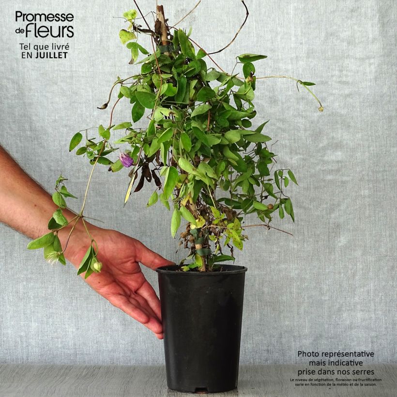 Amostra de Clematis Annabella Vaso de 2 L/3 L tal como entregue no verão