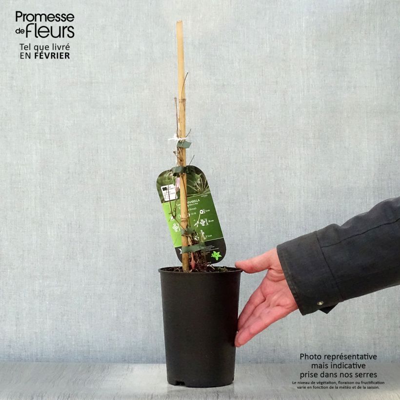 Amostra de Clematis Annabella Vaso de 2 L/3 L tal como entregue no inverno