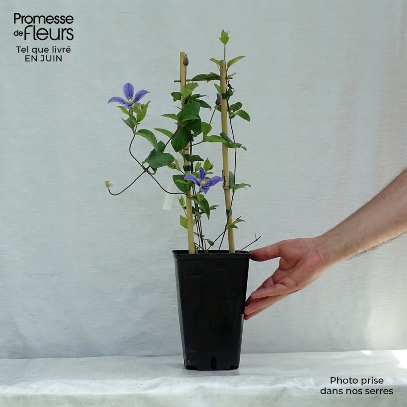 Amostra de Clematis Arabella Vaso de 1,5 L/2 L tal como entregue no verão