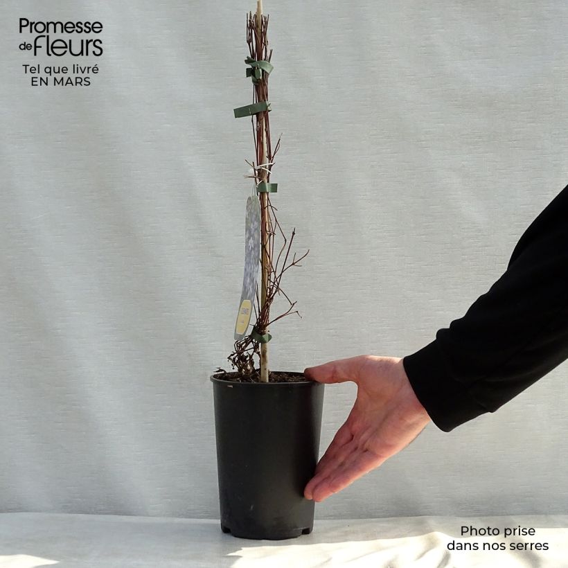 Amostra de Clematis Arabella Vaso de 1,5 L/2 L tal como entregue na primavera