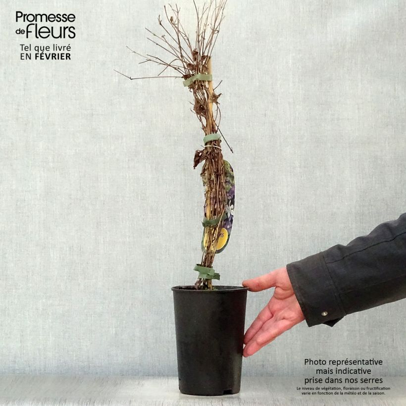 Amostra de Clématite - Clematis Arabella Vaso de 1,5 L/2 L tal como entregue no inverno