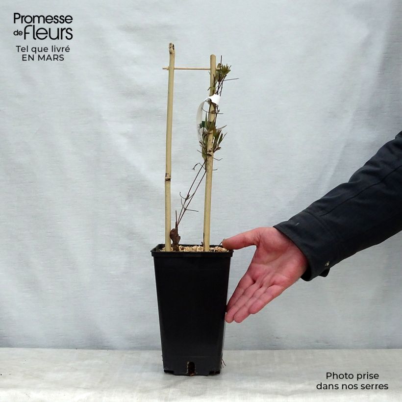 Amostra de Clematis Asao Vaso de 2 L/3 L tal como entregue na primavera