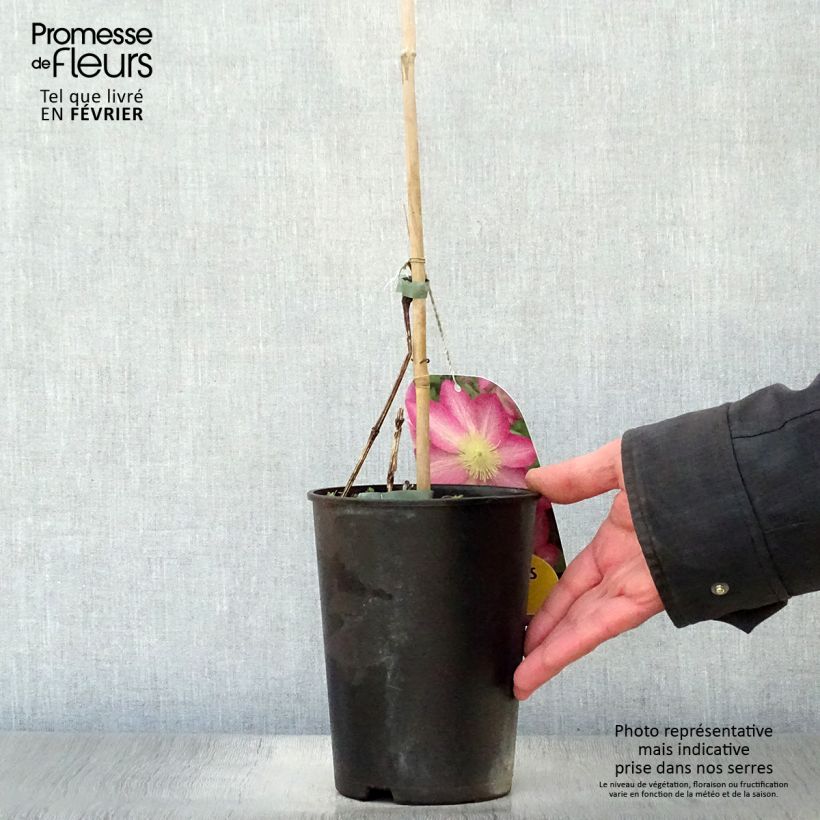 Amostra de Clématite - Clematis Asao Vaso de 2 L/3 L tal como entregue no inverno
