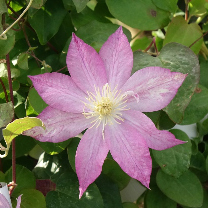 Clematis Asao (Floração)