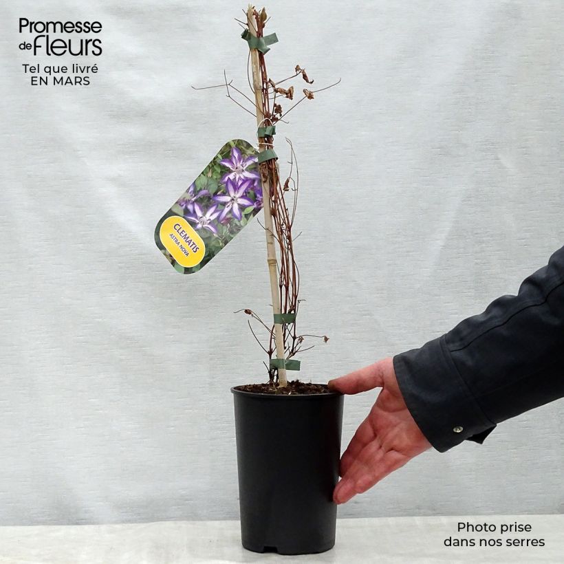 Amostra de Clematis viticella Astra nova Vaso de 2 L/3 L tal como entregue na primavera