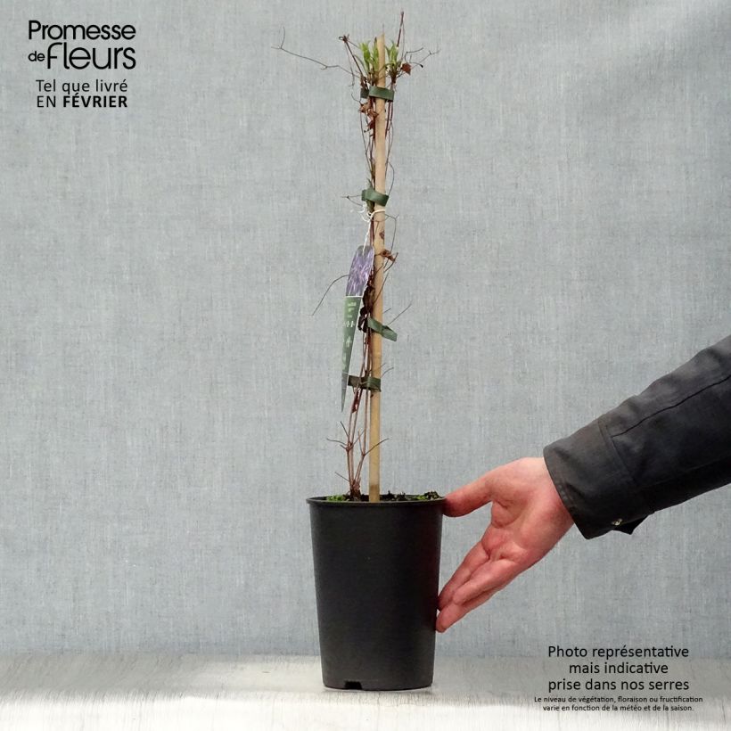 Amostra de Clématite - Clematis Astra Nova Vaso de 2 L/3 L tal como entregue no inverno