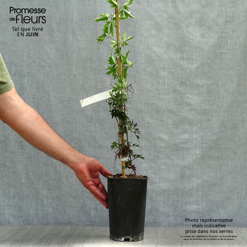 Amostra de Clematis Avalanche® Vaso de 2 L/3 L tal como entregue no verão