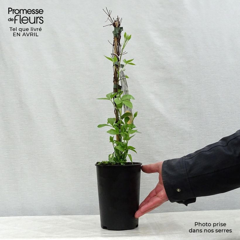 Amostra de Clematis integrifolia Baby Star Vaso de 2 L/3 L tal como entregue na primavera