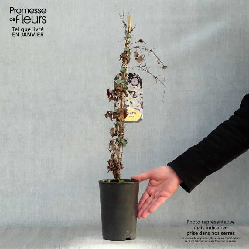 Amostra de Clématite - Clematis Baby Star Vaso de 2 L/3 L tal como entregue no inverno