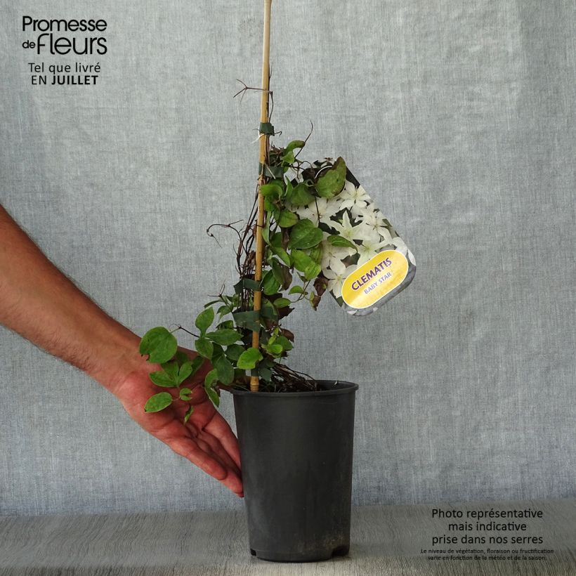 Amostra de Clematis integrifolia Baby Star Vaso de 2 L/3 L tal como entregue no verão