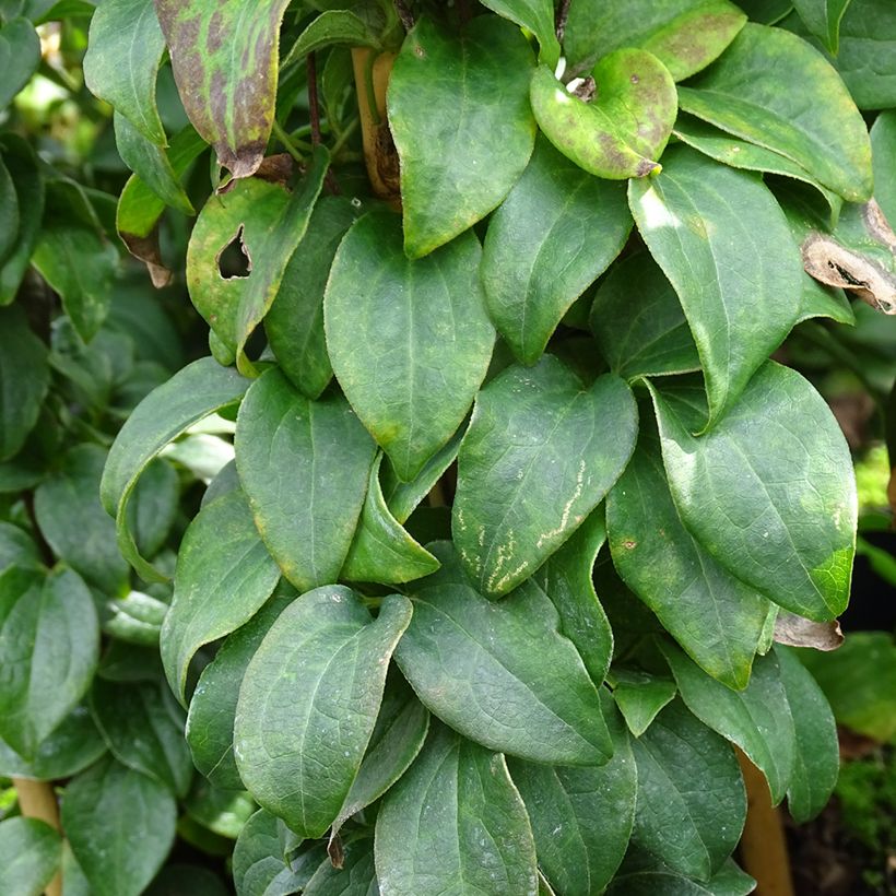 Clematis integrifolia Baby Star (Folhagem)