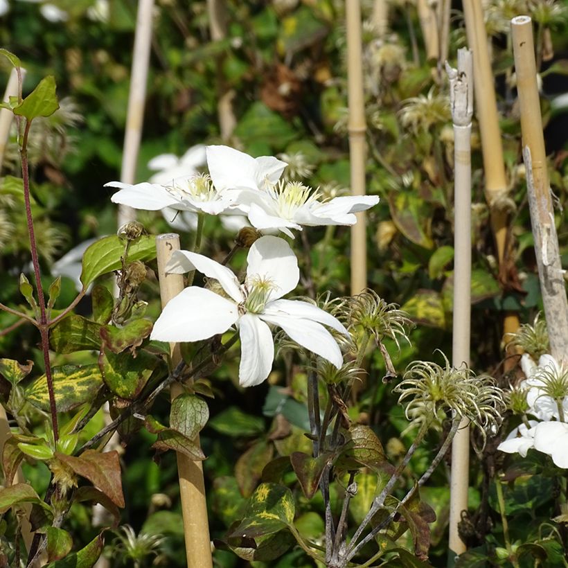 Clematis integrifolia Baby Star (Floração)