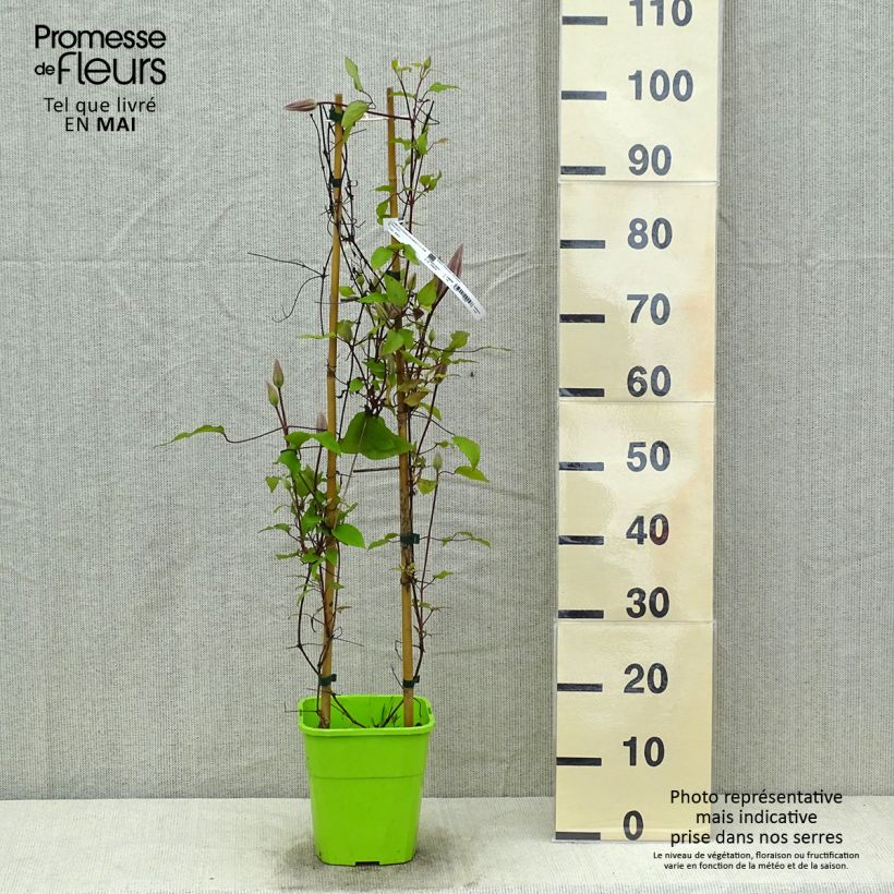Amostra de Clematis Barbara Harrington Vaso de 3 L/4 L tal como entregue na primavera