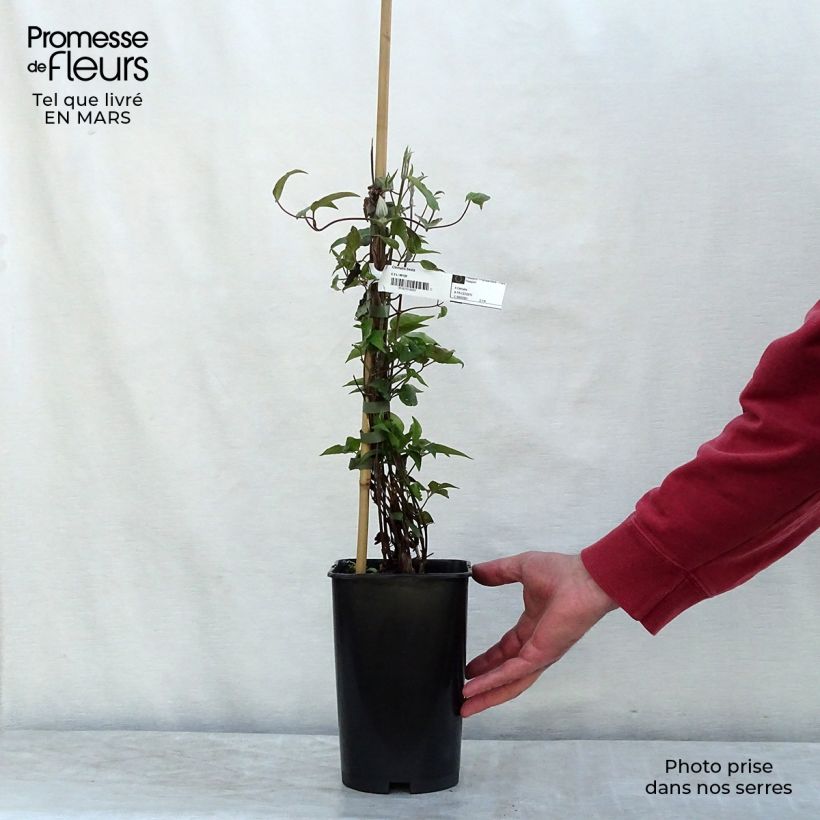 Amostra de Clématite - Clematis Beata Pot de 2L/3L tal como entregue no inverno