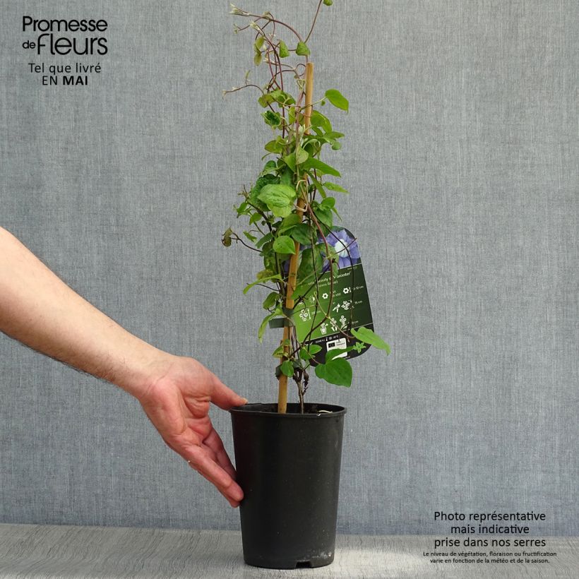 Amostra de Clematis Beauty of Worcester Vaso de 1,5 L/2 L tal como entregue na primavera