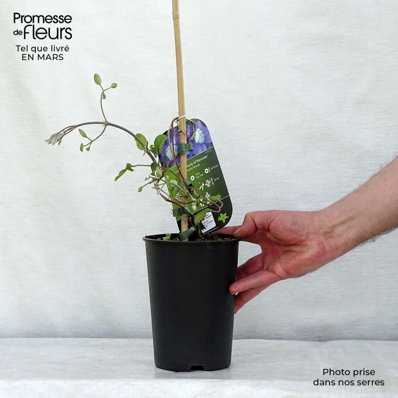 Amostra de Clématite - Clematis Beauty Of Worcester Vaso de 1,5 L/2 L tal como entregue no inverno