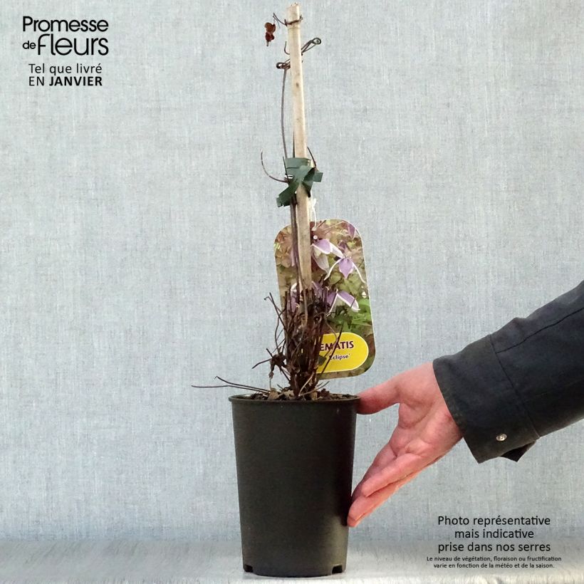 Amostra de Clématite - Clematis Blue Eclipse Vaso de 2 L/3 L tal como entregue no inverno