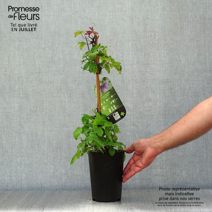 Amostra de Clematis Blue Eclipse Vaso de 2 L/3 L tal como entregue no verão