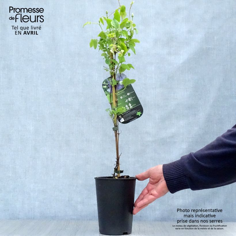 Amostra de Clematis Blue Light Vaso de 1,5 L/2 L tal como entregue na primavera
