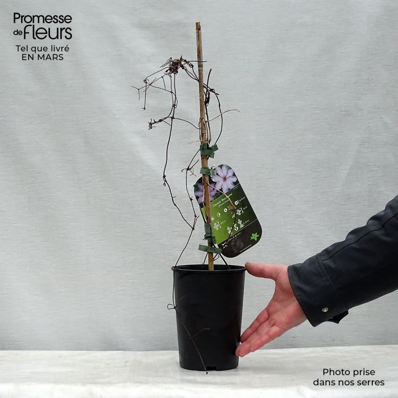 Amostra de Clématite - Clematis Blue Ravine Vaso de 2 L/3 L tal como entregue na primavera