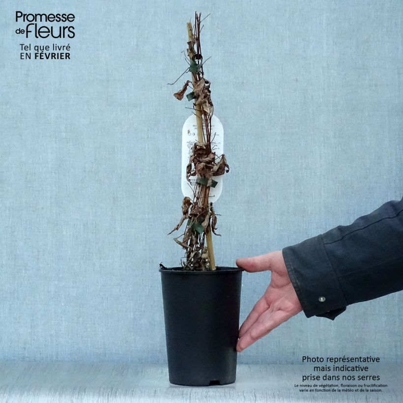 Amostra de Clématite - Clematis Blue pirouette Vaso de 2 L/3 L tal como entregue no inverno