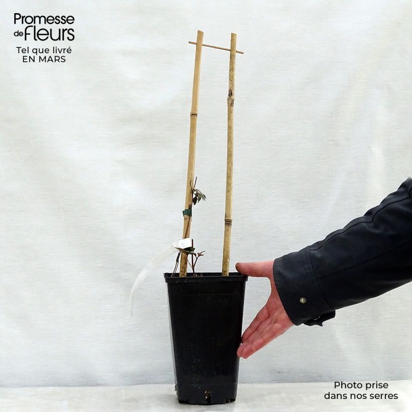 Amostra de Clématite - Clematis Bourbon Pot de 2L/3L tal como entregue na primavera