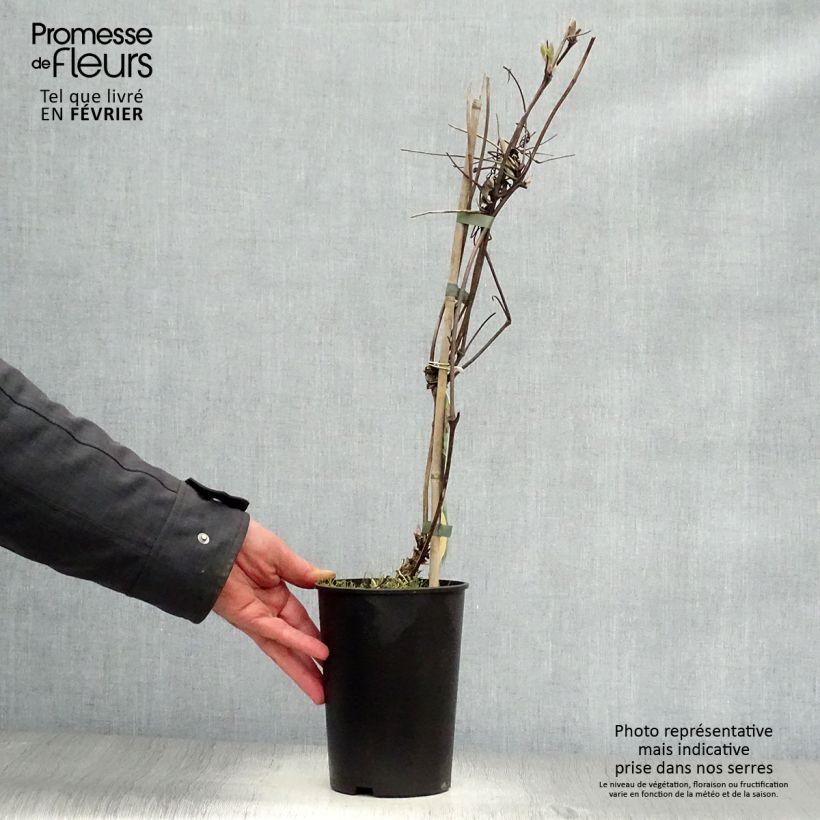 Amostra de Clématite - Clematis Brunette Vaso de 2 L/3 L tal como entregue no inverno