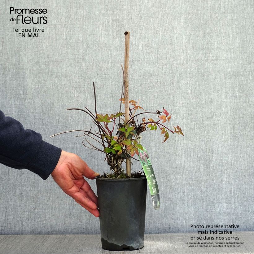 Amostra de Clematis Brunette Vaso de 2 L/3 L tal como entregue na primavera