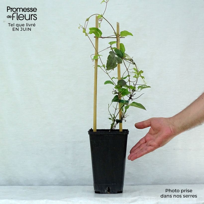 Amostra de Clematis Carnaby Vaso de 1,5 L/2 L tal como entregue no verão