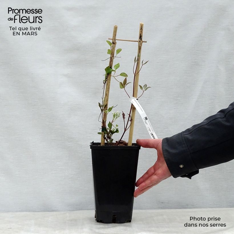 Amostra de Clematis Carnaby Vaso de 1,5 L/2 L tal como entregue na primavera