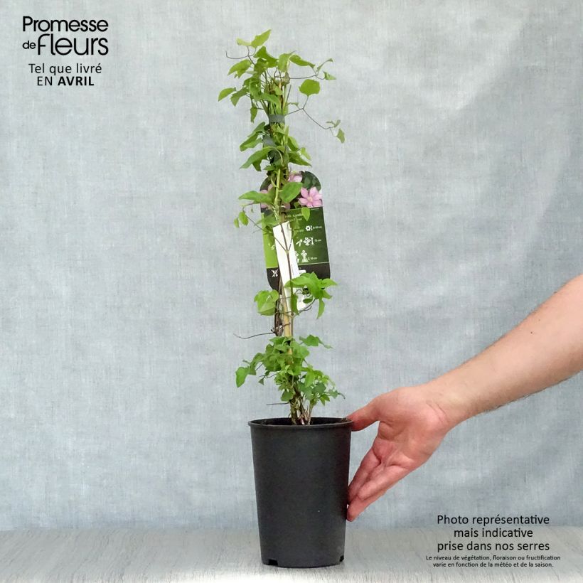 Amostra de Clematis Caroline Vaso de 2 L/3 L tal como entregue na primavera