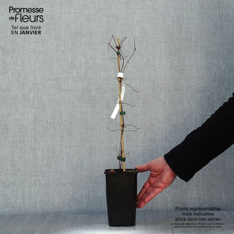 Amostra de Clématite - Clematis Cezanne Vaso de 1,5 L/2 L tal como entregue no inverno