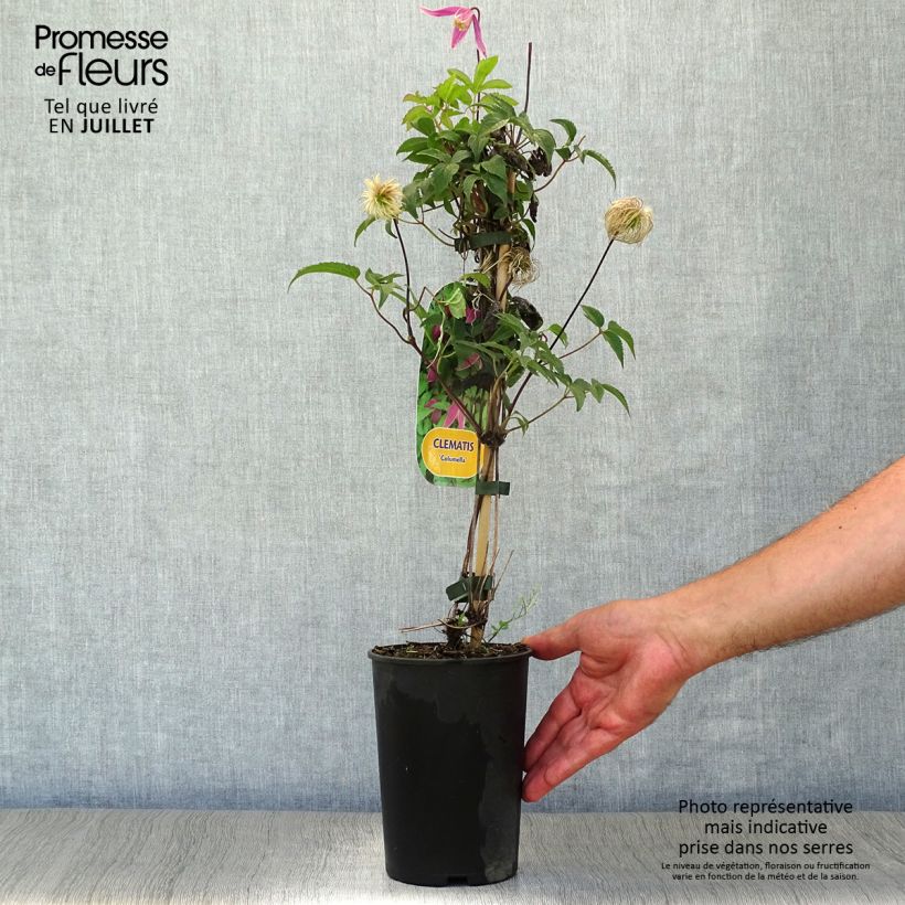 Amostra de Clematis Columella Vaso de 2 L/3 L tal como entregue no verão