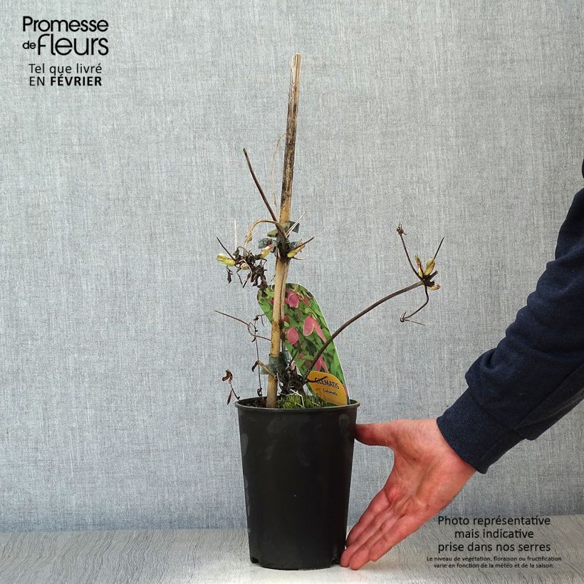 Amostra de Clématite - Clematis Columella Vaso de 2 L/3 L tal como entregue no inverno