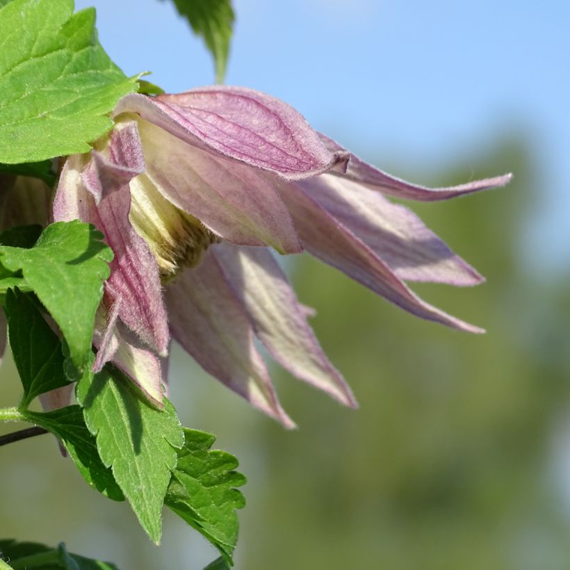 Clematis Columella (Floração)