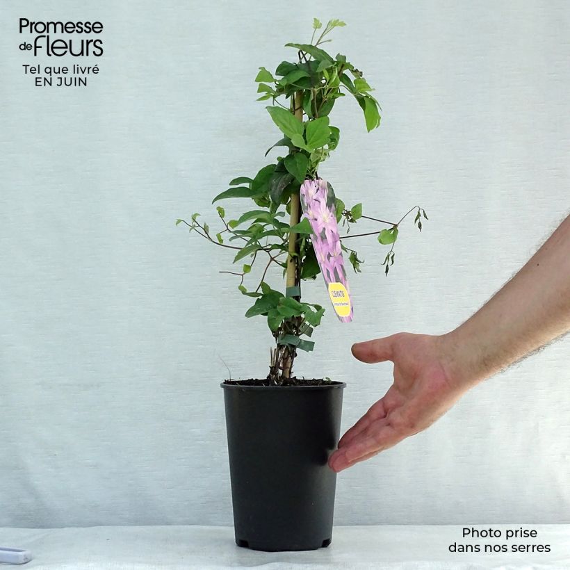 Amostra de Clematis Comtesse de Bouchaud Vaso de 2 L/3 L tal como entregue no verão