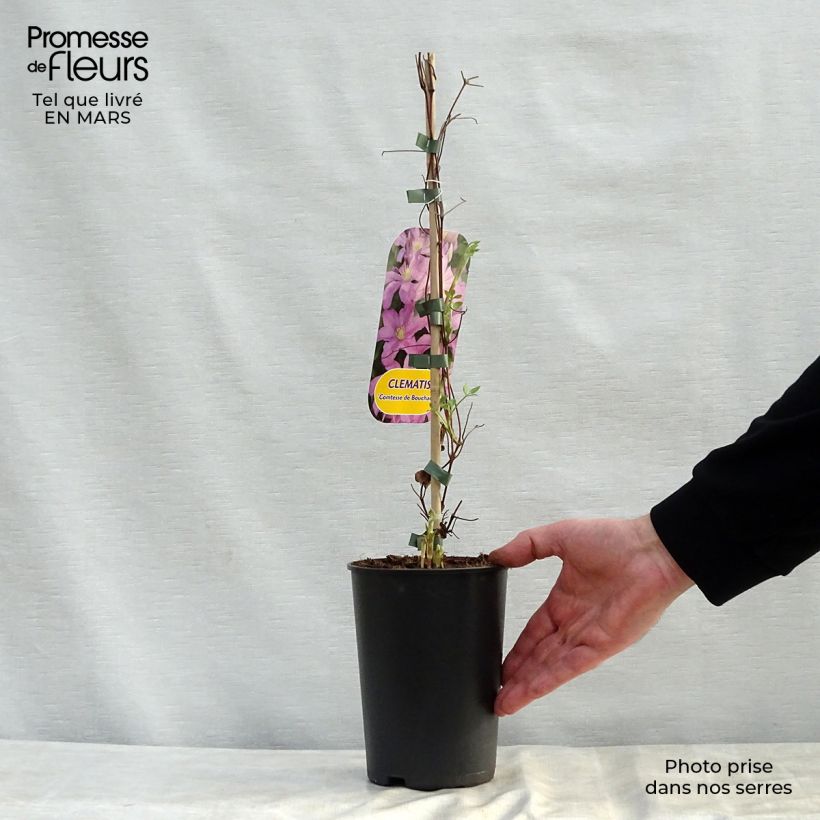 Amostra de Clematis Comtesse de Bouchaud Vaso de 2 L/3 L tal como entregue na primavera