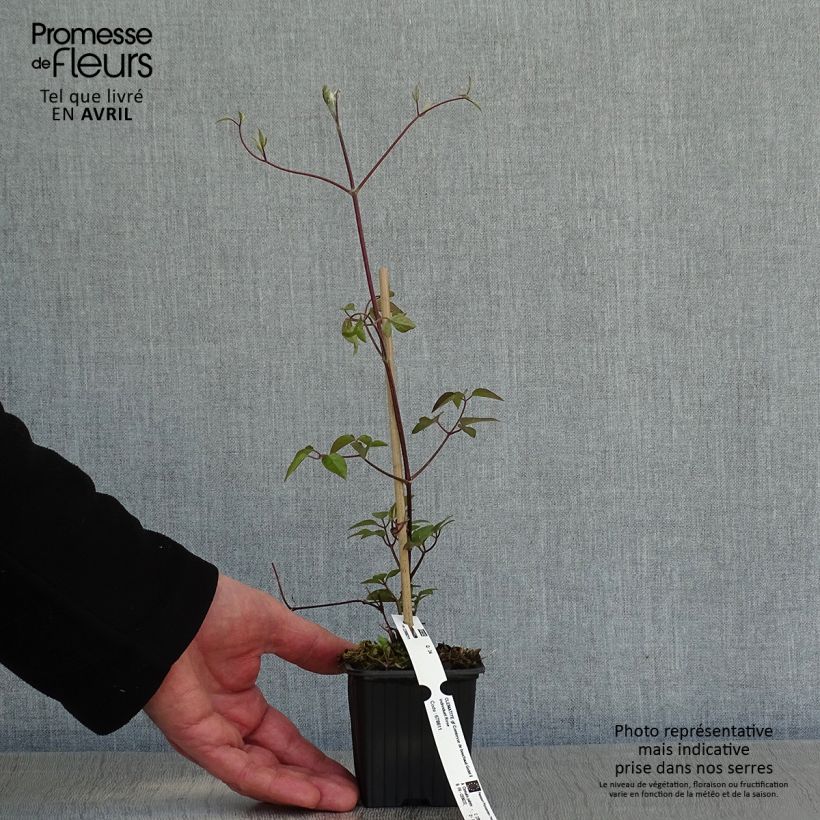 Amostra de Clematis Comtesse de Bouchaud Vaso de 8/9 cm tal como entregue na primavera