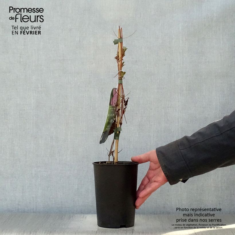 Amostra de Clématite - Clematis Comtesse de Bouchaud Vaso de 2 L/3 L tal como entregue no inverno