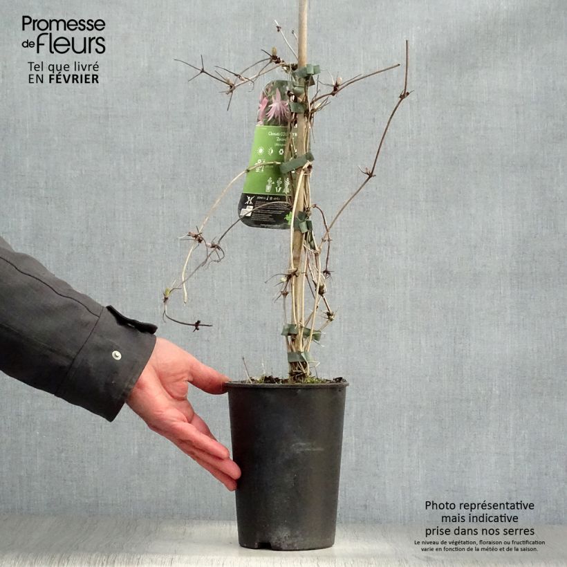 Amostra de Clématite - Clematis Country Rose Vaso de 2 L/3 L tal como entregue no inverno