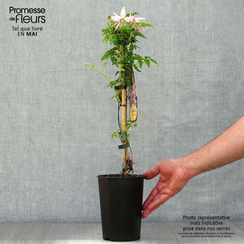 Amostra de Clematis Country Rose Vaso de 2 L/3 L tal como entregue na primavera