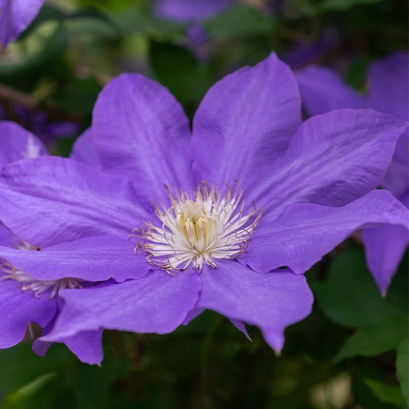 Clematis Couronne Royale (Floração)