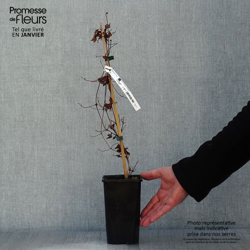 Amostra de Clématite - Clematis Couronne Royale (= Haku Ookan) Vaso de 1,5 L/2 L tal como entregue no inverno