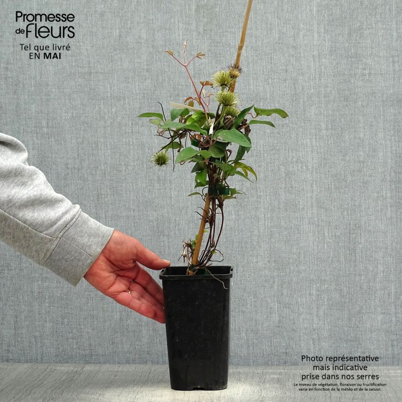 Amostra de Clematis Couronne Royale Vaso de 1,5 L/2 L tal como entregue na primavera