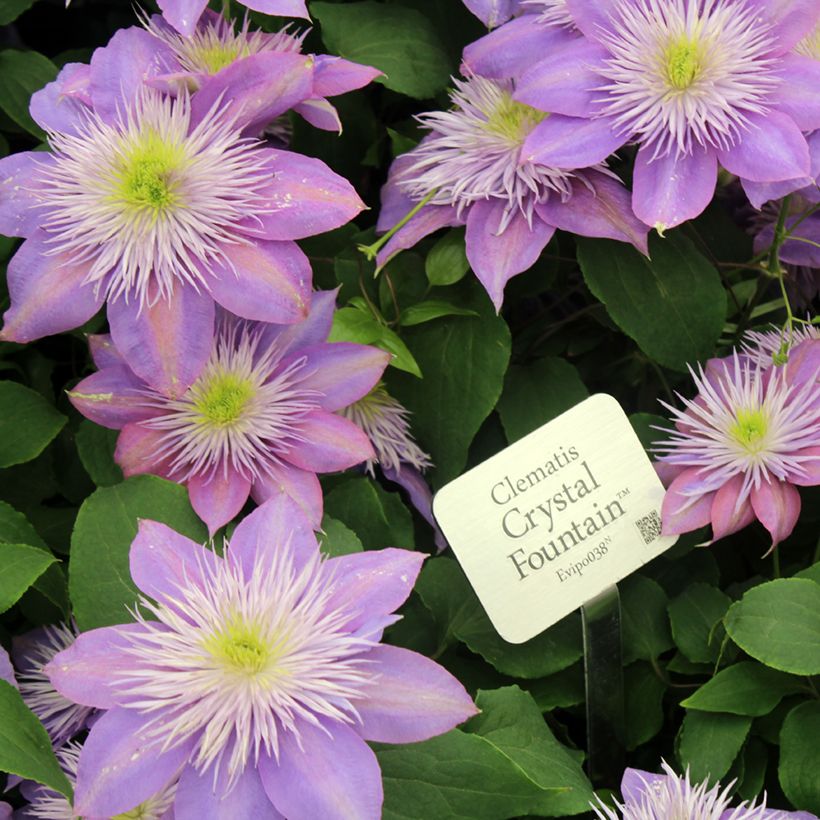 Clematis Crystal Fountain (Floração)
